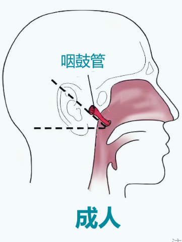 博闻｜咽鼓管功能检查：打开耳部健康的另一扇窗（一）(图4)