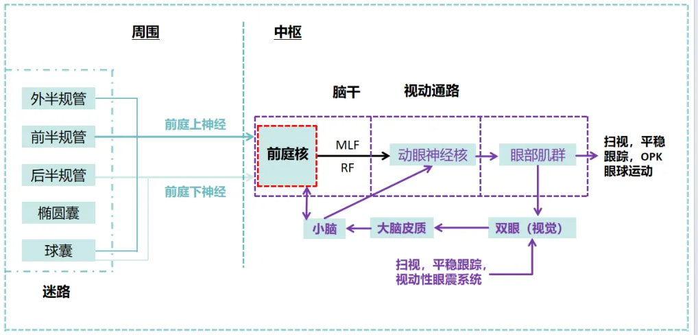 博闻 | VNG眼震视图检查(四)视动试验(图2) 博闻 | VNG眼震视图检查(四)视动试验(图2)